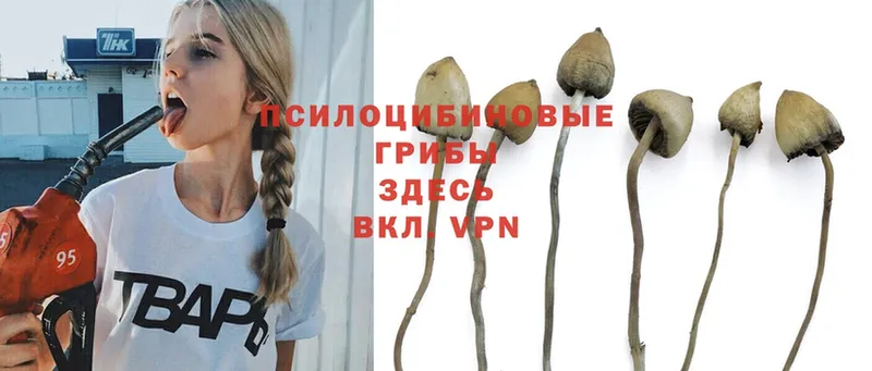 дарнет шоп  Барабинск  Галлюциногенные грибы Psilocybe 